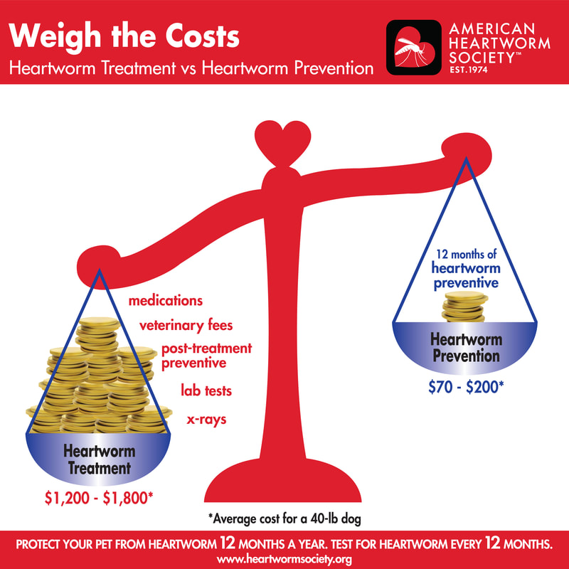 Weight the costs - heartworm treatment vs prevention