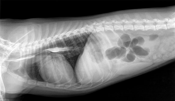 X-ray film of an animal abdomen