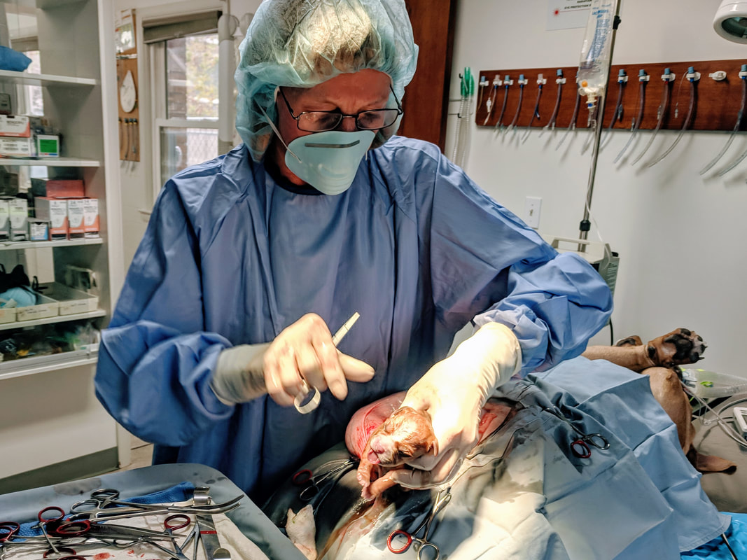 Dr. Schmitt removing a puppy from Manga's uterus