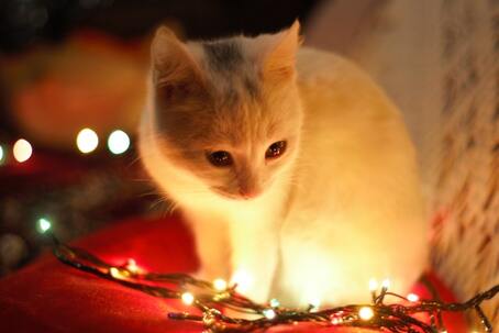 Kitten with Christmas lights