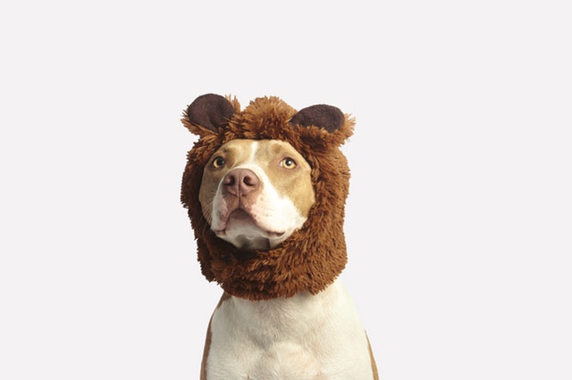 dog wearing costume