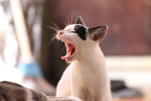 White cat yawning with teeth showing and tongue out