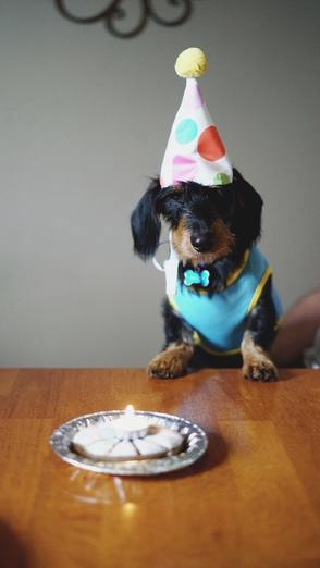 Dog celebrating birthday with cake and wearing a hat