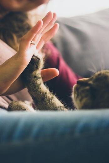 Woman touching hand to cat's paw like a high-five