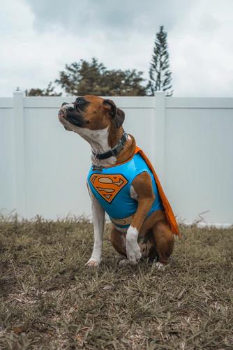 Dog wearing Super Man costume