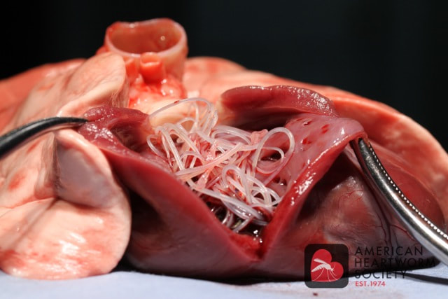 Heartworm infected heart