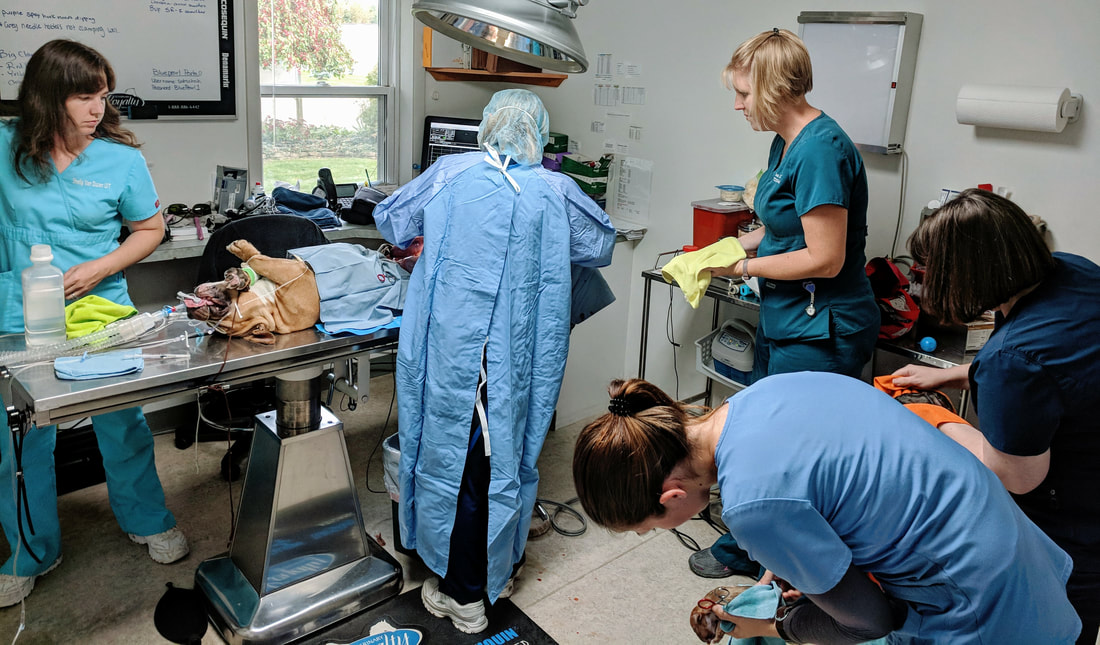 Team helping with the c-section