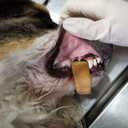 bone stuck around dog's mouth
