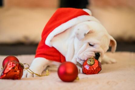 Bulldog puppy with Christmas ornaments