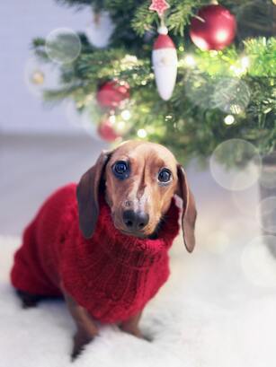 Dachshund wearing Christmas sweater