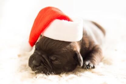 Puppy wearing Santa hat