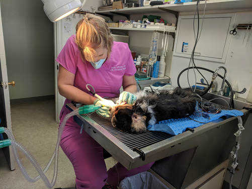 Sarah DeYoung, LVT, VTS (CP) performing a dental cleaning on a canine patient