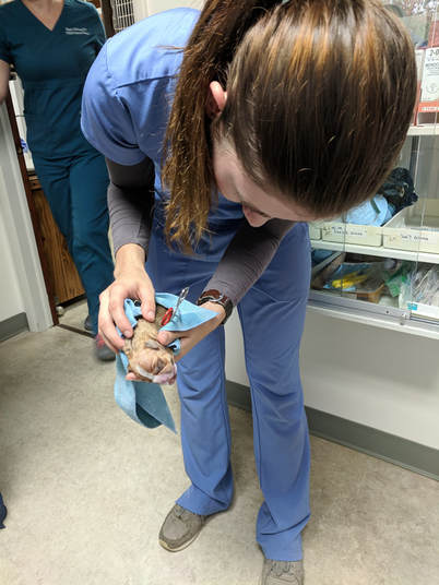 Cali Johnson, LVT assisting during a C-section