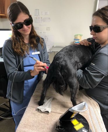 Cali Johnson, LVT performing laser therapy