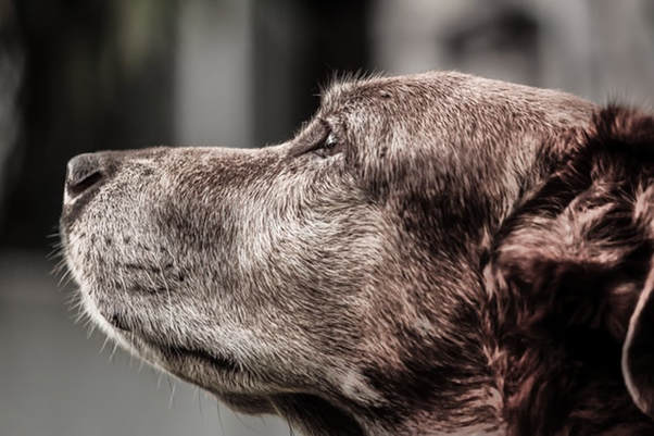 Senior chocolate lab dog with white muzzle