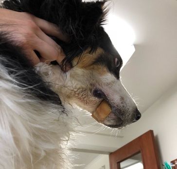 dog with bone stuck around lower jaw