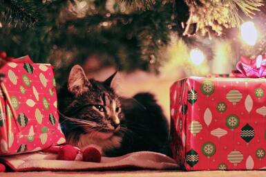 Cat laying under Christmas tree